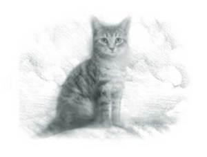 Cat illustration, pencil